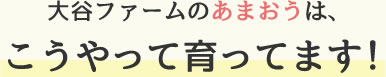 大谷ファームのあまおうは、こうやって育ってます！