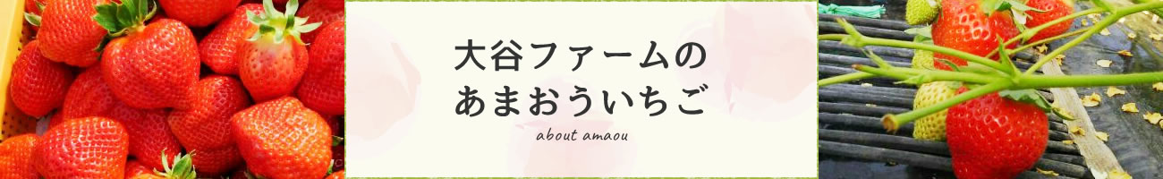 大谷ファームのあまおういちご